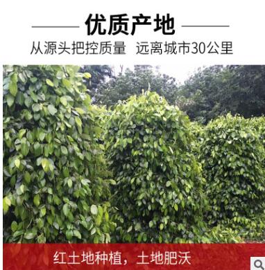 白胡椒粒500g海南特产白胡椒粉烧烤调料腌调料草果八角大料白胡椒图3