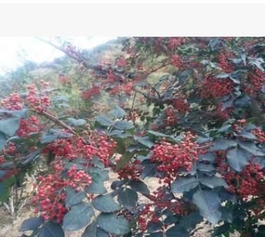 甘肃陇南武都大红袍花椒麻椒干红无籽花椒卤料火锅料特产500g包图3