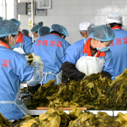 南槐酸菜鱼2.5kg 老坛酸菜 四川特产泡菜脆爽 量大从优图2