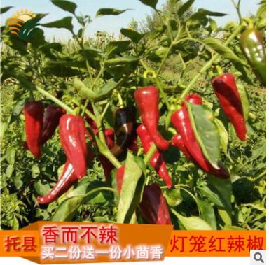 托县农家灯笼红干整辣椒香而不辣适合炸辣椒红油炖菜调味250g图3