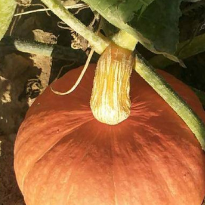 蔬菜休闲零食原味南瓜干批发 综合即食散装南瓜果蔬干农家下饭菜图3