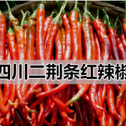 产地直销四川红辣椒新鲜青红二荆条辣椒5斤农家线椒新鲜辣椒现摘图2