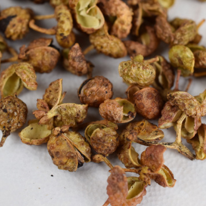 批发青麻椒 晒制青花椒绿麻椒粉 火锅底料卤肉料绿麻椒 批发现货图3