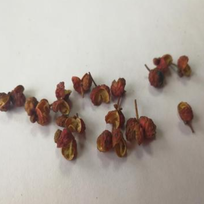 花椒粒 厂家批发定制火锅底料调味品批发花椒粒定制图3
