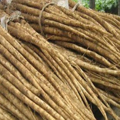 脱水AD牛蒡片 厂家批发牛蒡茶口感纯正可用于保健产品 量大从优图3