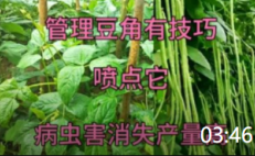 03:46 管理中期豆角苗，给它喷一喷，病虫害消失产量高