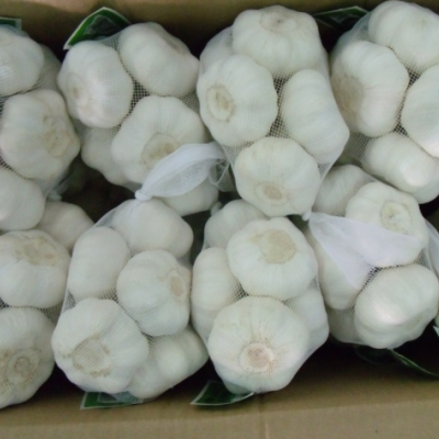 供应出口纯白大蒜原产地金乡5.5cm6.0cm 出口英国新西兰