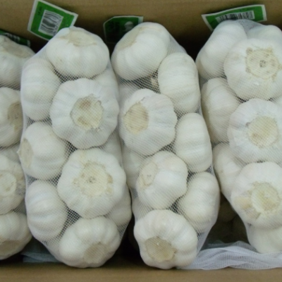 供应出口纯白大蒜原产地金乡5.5cm6.0cm 量大优惠