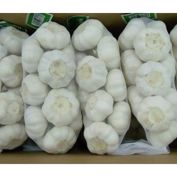 供应出口纯白大蒜原产地金乡5.5cm6.0cm 出口英国新西兰