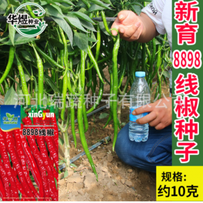 华煜8898线椒种子厂家批发干鲜两用细线椒辣椒种籽菜园蔬菜种孑