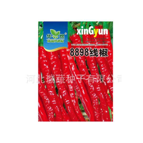 华煜8898线椒种子厂家批发干鲜两用细线椒辣椒种籽菜园蔬菜种孑图3