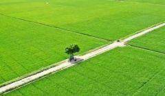 临沧：加快推进农业产业化高质量发展