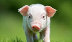 农业50ETF(159827)上涨2.22%，冲击3连涨，机构：持续推荐生猪养殖板块